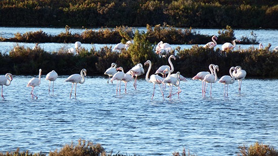 Flamingoes