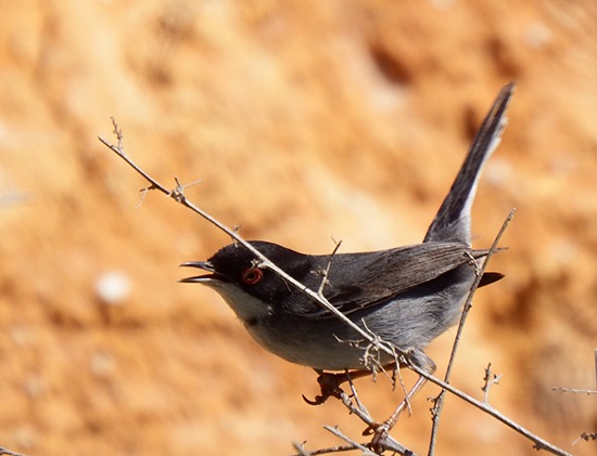 Sardinian Warbler
