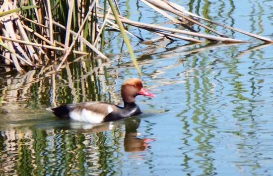 Red Crested Pochard