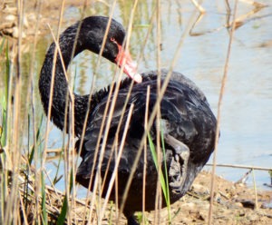 Black Swan