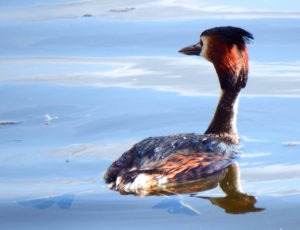 Great Crested Grebe